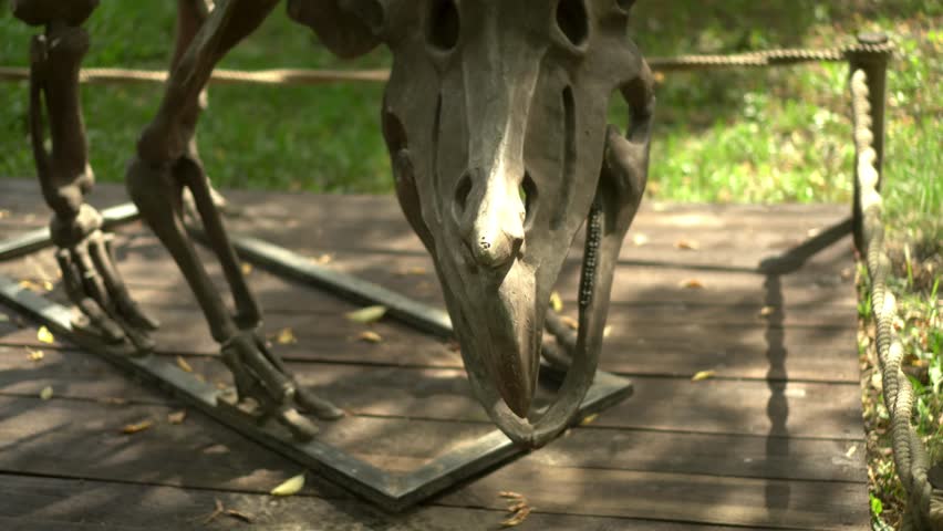A fossil skeleton Triceratops display shows its anatomical beauty, educational value, and cultural significance