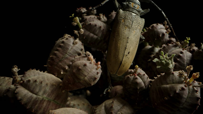 Longhorn Beetle Resting On Succulent, Detailed View Of Its Back And Antennae, Emphasizing Its Unique Texture And Patterns. Dolly slider, close up.
