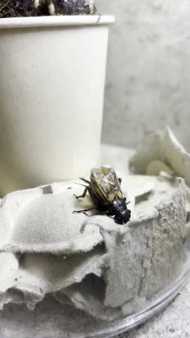 The singing cricket closeup. Gryllus bimaculatus commonly known as two-spotted, African or Mediterranean field cricket is singing. Chirping black grasshopper