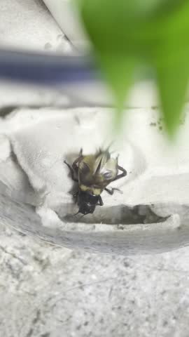 The singing cricket closeup. Gryllus bimaculatus commonly known as two-spotted, African or Mediterranean field cricket is singing. Chirping black grasshopper
