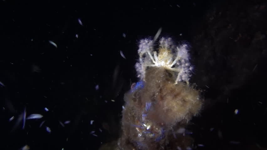 Achaeus spinosus, the electric crab is a small decapod which belongs to the large family of the Inachidae or the spider crabs.