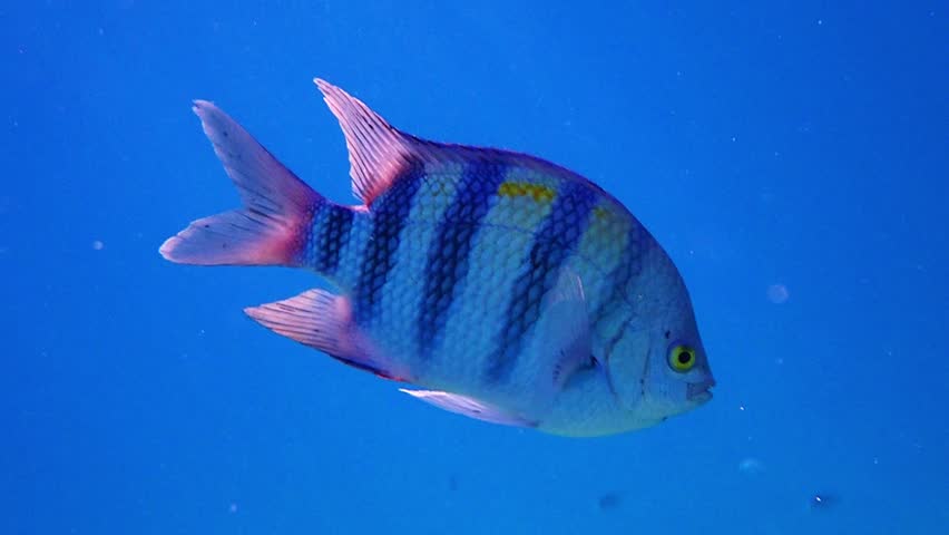 Funny fish Sergeant major, belongs to the Family Pomacentridae, scientific name is Abudefduf saxatilis, inhabits shallow waters near coral reefs of the Red Sea and Indo-Pacific