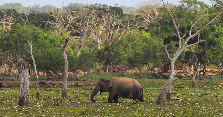An elephant grazes in a blooming wetland meadow surrounded by trees at Yala National Park, Sri Lanka. Ideal for wildlife and nature concepts, eco-tourism promotions, and high-quality adventure