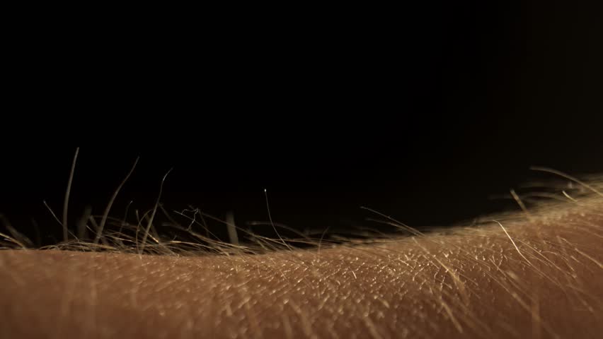 Macro shot of skin and hair texture. An ice cube is passed over the skin, leaving behind a wet trail.