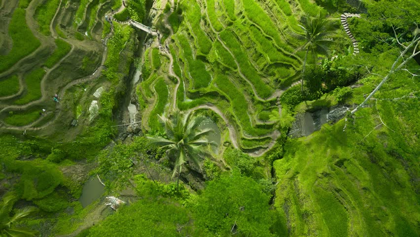 Aerial view Jatiluwih Rice Terraces in Ubud Bali. Agricultural green rice field with palm trees.