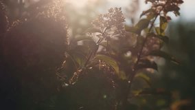 Backlit autumn flowers hydrangea flowering plant with small clusters of blossoms and green leaves, glowing softly under the golden sunlight in a serene outdoor setting - Powered by Shutterstock - Get 15% off with code: PIKWIZARD15