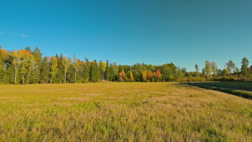 Autumn landscape with grassy field and trees in vibrant fall colors under clear blue sky. Sweden.
