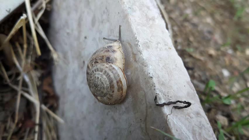 Land snail crawling on the wall of garden. Next to it is his feces.