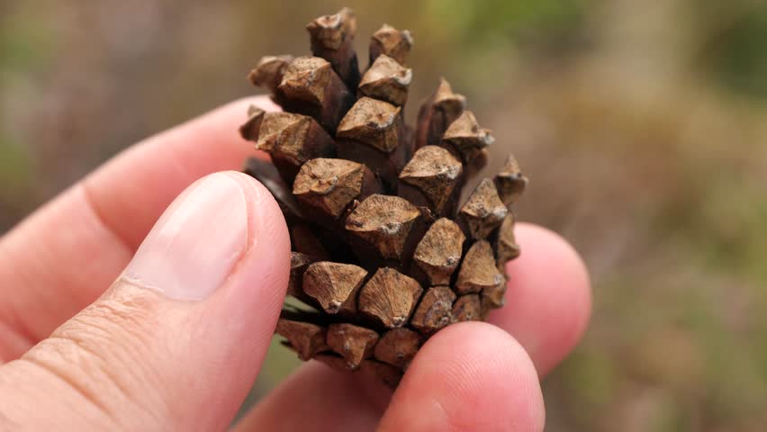 Hand rotates and examines a small size pine cone. Closeup of hand inspecting a pine cone in a natural outdoor setting.