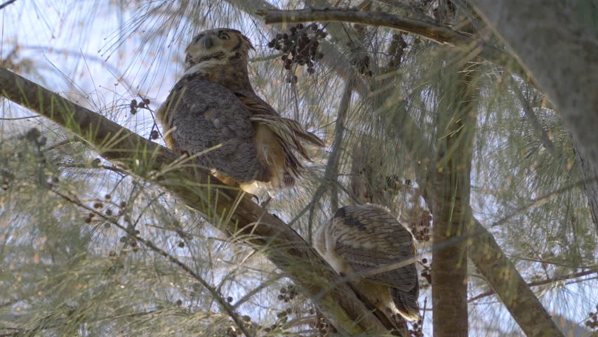 Great Horned Owl Preening and Cleaning Feathers with Chick 2
