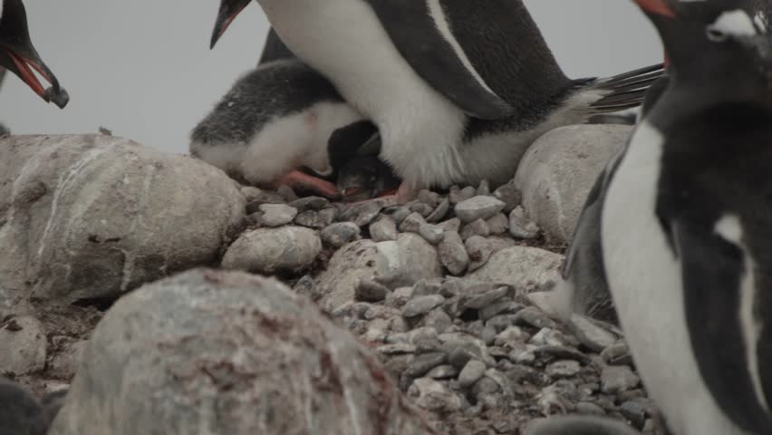 Penguin delivers a stolen rock to partners to build a nest. Antarctica.