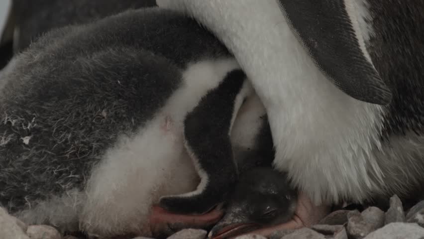 Young gentoo penguin chicks hide under mother to stay warm. Very cold conditions in Antarctica