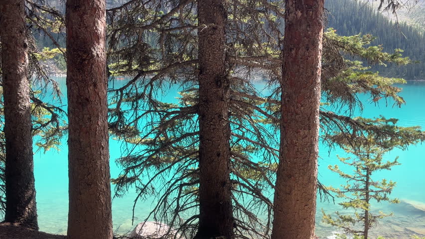 Tranquil scene of Moraine Lake through conifers, Banff National Park, Canada. Handheld