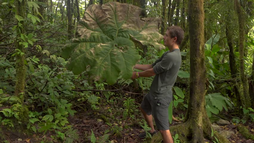 A young man holds up a giant leaf in the rainforest