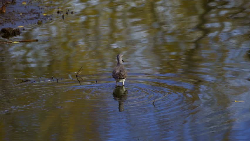 Lesser Yellowlegs Feeding by the Shore in Elk Island National Park, Edmonton
