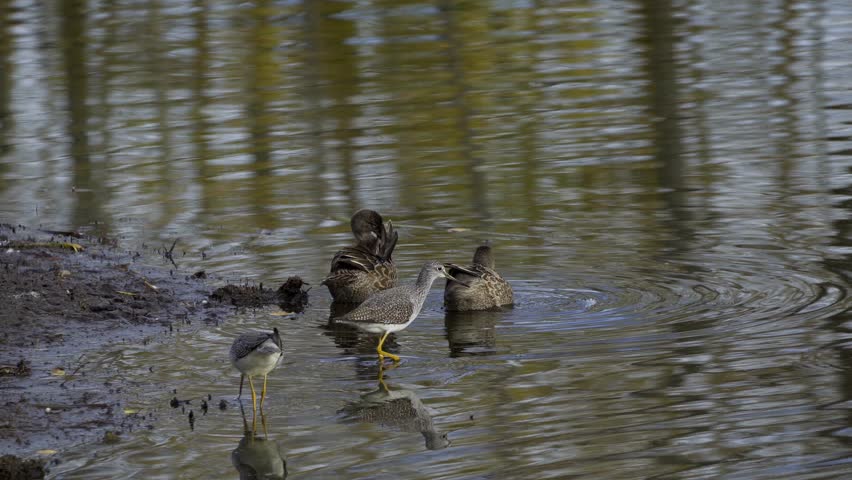 Lesser Yellowlegs Feeding by the Shore in Elk Island National Park, Edmonton
