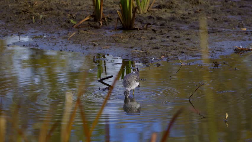 Lesser Yellowlegs Feeding by the Shore in Elk Island National Park, Edmonton
