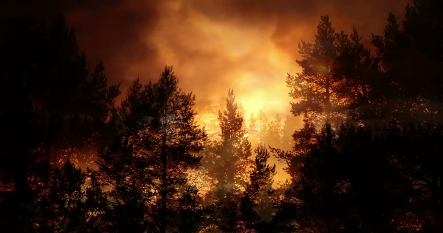 A tranquil evening light forest background that captures a serene forest scene illuminated by a warm, glowing light. This HD video clip (1920 x 1080 resolution) creates a peaceful atmosphere, perfect 