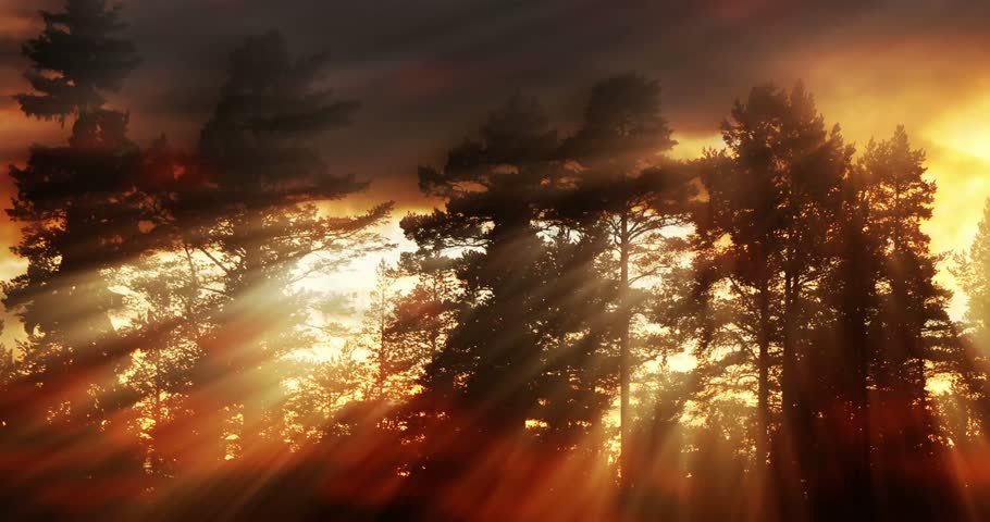 A soothing evening light forest background showcasing a serene forest scene bathed in warm, glowing light. This HD video clip (1920 x 1080 resolution) offers a tranquil ambiance, ideal for nature-them