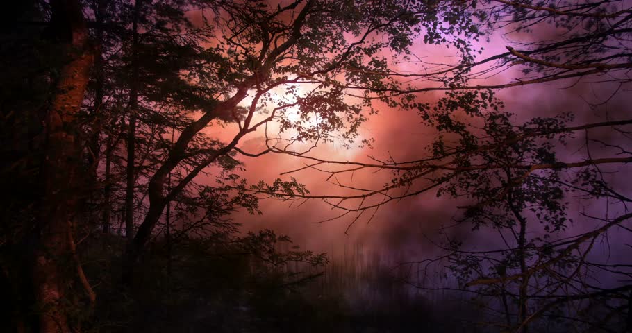 A serene evening light forest background featuring lush greenery illuminated by a warm, glowing light. This HD video clip (1920 x 1080 resolution) creates a tranquil atmosphere, perfect for relaxation