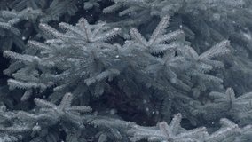 Natural randomly falling snow on a background of blue spruce branches. Calm winter christmas background. - Powered by Shutterstock - Get 15% off with code: PIKWIZARD15