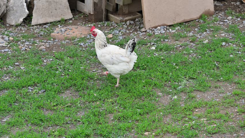 Hens on the farm. Concept for animals and agriculture.