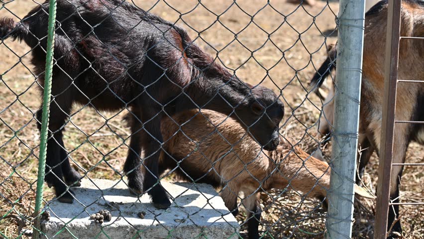 Beautiful goats on the farm. Concept for animals and agriculture.