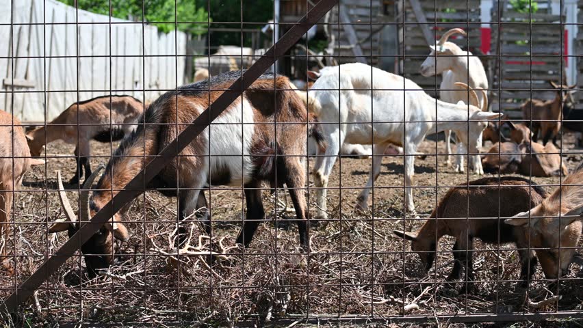 Beautiful goats on the farm. Concept for animals and agriculture.