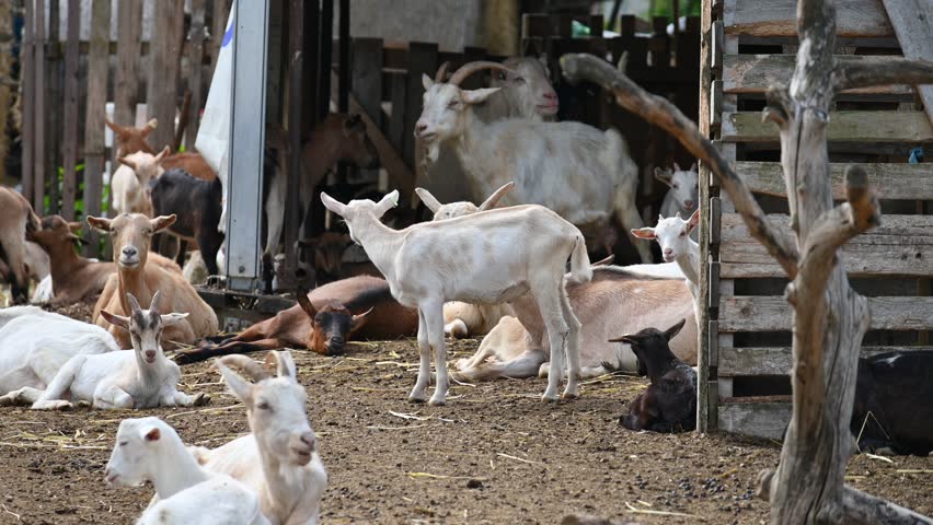 Beautiful goats on the farm. Concept for animals and agriculture.