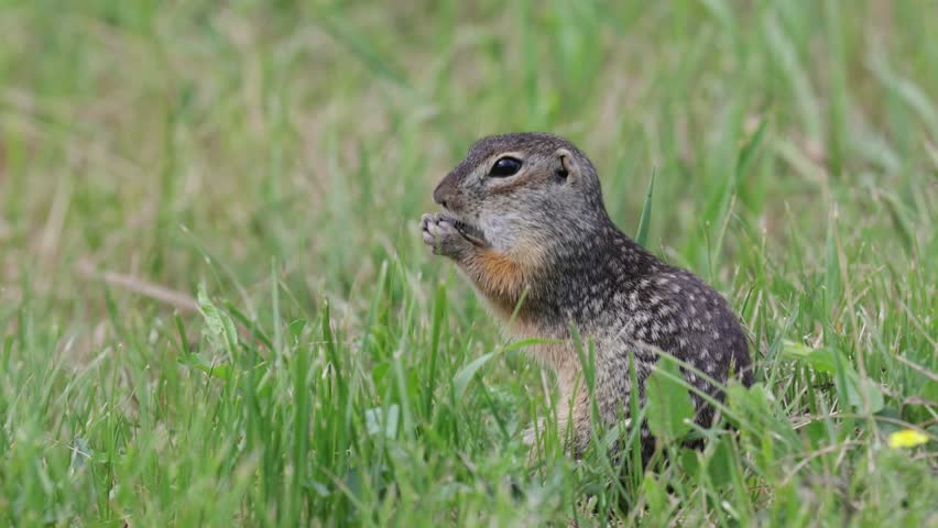 Speckled ground squirrel animal eats seeds