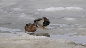 A male and female mallard duck walking in the snow - Powered by Shutterstock - Get 15% off with code: PIKWIZARD15