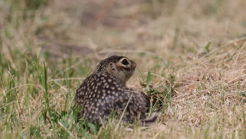 Speckled ground squirrel animal sits in the grass, close up