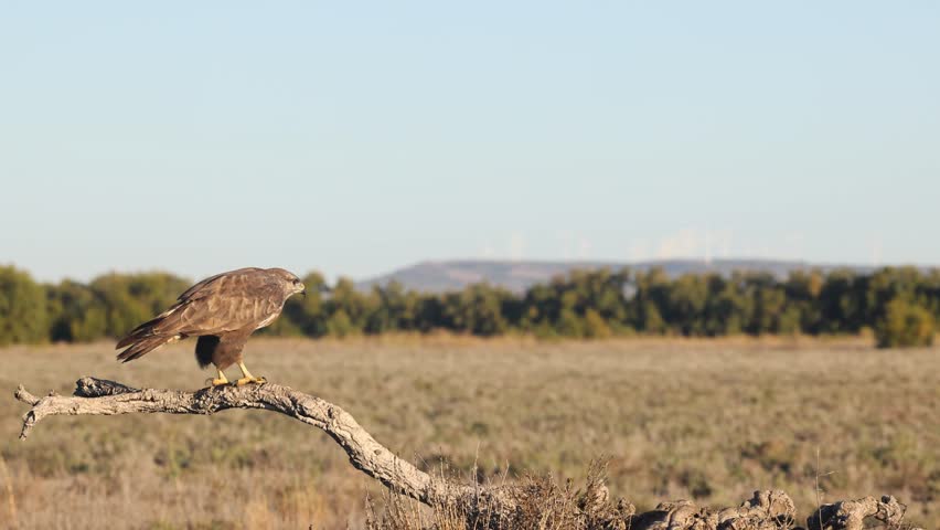 A Common Buzzard perches on a branch, then takes flight in slow motion, captured in a wide-open grassland setting in Spain