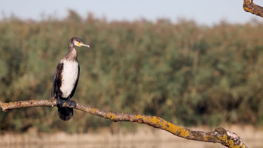 A Great Cormorant sits perched on a branch in a Spanish wetland, watching another bird fly past. Natural birdwatching scene