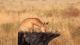 A Red Fox is seen feeding on prey while perched on a tree stump in a dry grassland. Wildlife scene in Spain - Powered by Shutterstock - Get 15% off with code: PIKWIZARD15