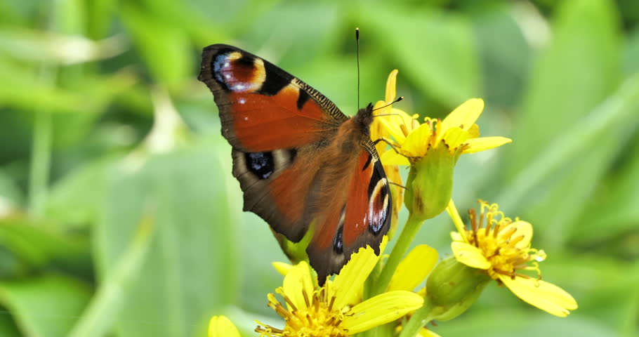 European peacock or peacock butterfly drinking nectar on Senecio flower(ragwort plant)