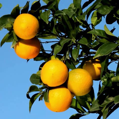 4k footage of the Orange Fruit Hanging On the Branch. Orange tree with fruit. oranges hanging tree. Ripe and fresh oranges hanging on branch. Juicy fruit with green leaves. Selective focus on subject