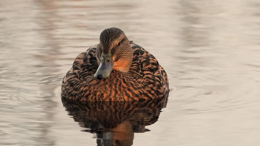 mallard duck swimming in water slow motion