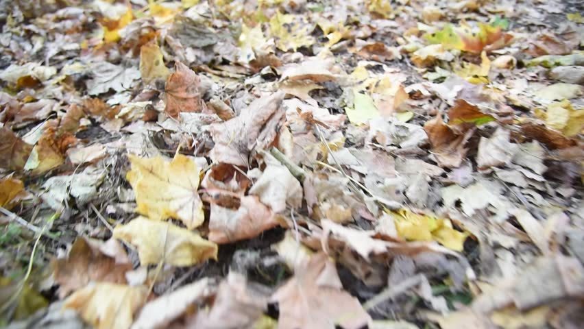 fallen leaves lie on water surface, pond in city park in autumn, in the fall