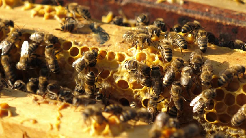 Close-up of a honeycomb with bees. Details of the open hive. Beekeeping, agriculture, rural life. Bees on a honeycomb in close-up, gathering in a hive. Apiary.