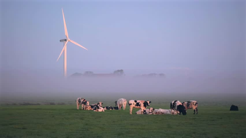 Dutch Frisian cow grazing in grass pasture with windmill wind turbine in soft morning sunrise light in fog