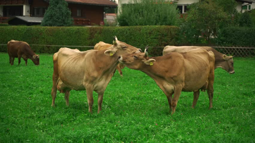 Cow and bull in green meadow are very affectionate to each other during breeding season. Cow couple on pasture farm in Bavaria, Germany showing love, cuddling and hugging. Livestock reproduction. 