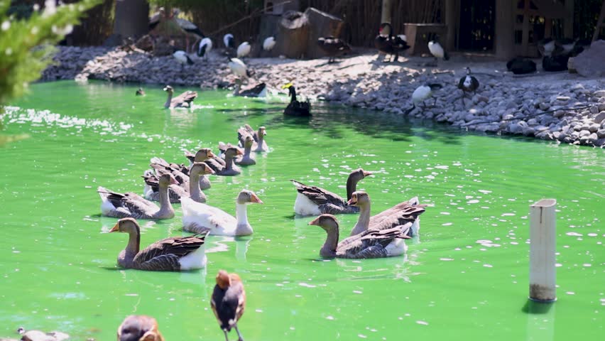 Geese and Ducks Swimming in a Pond at a Natural Wildlife Park
