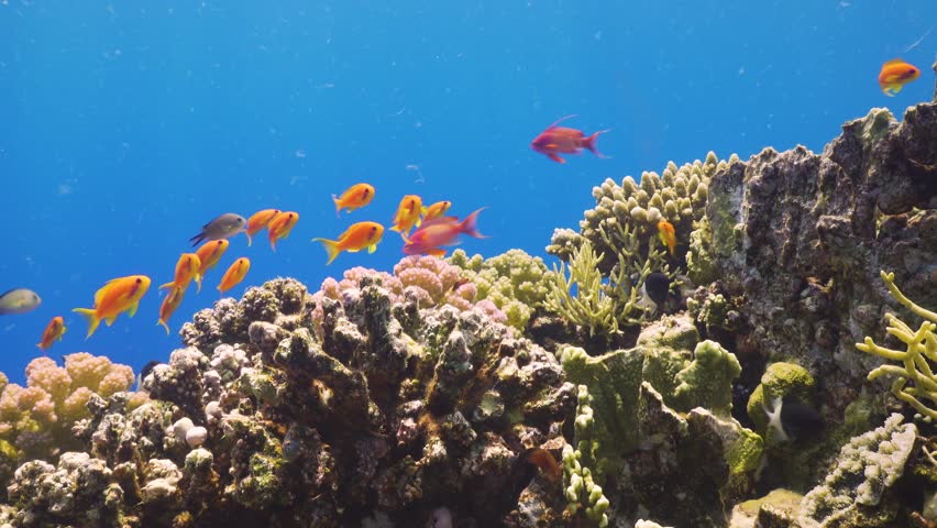 Tropical Fish on Vibrant Coral Reef, underwater scene static