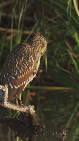 Juvenile Black-crowned Night Heron in Morning Sunlight Vertical Video