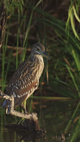 Juvenile Black-crowned Night Heron in Morning Sunlight Vertical Video
