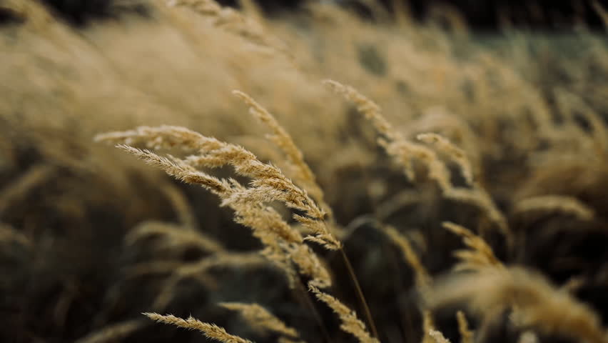 A beautiful summer flied of a spikelet grass or golden wheat swinging. Yellow spikelets and stalks of field grass swaying in the wind