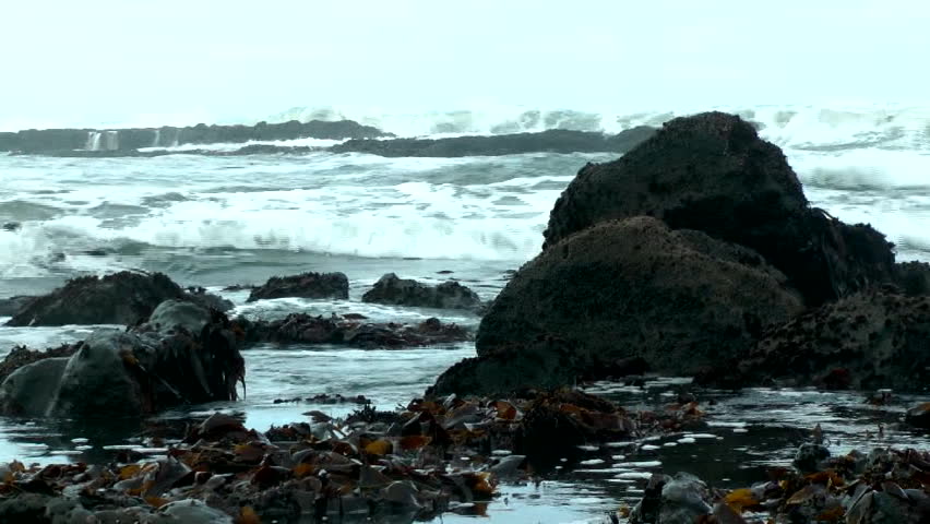Tide pools on the Oregon coast