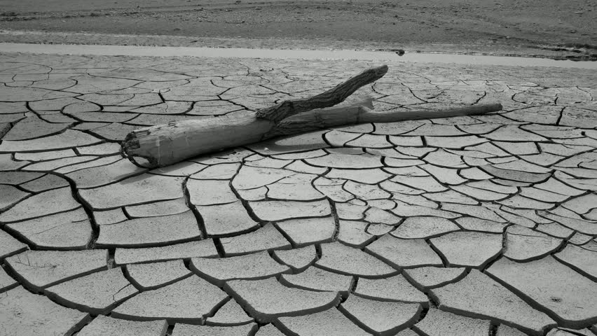 Climate change, deforestation, the earth turns into a desert. A dried-up tree lies on the ground, cracked from drought. Environmental problems in the world.