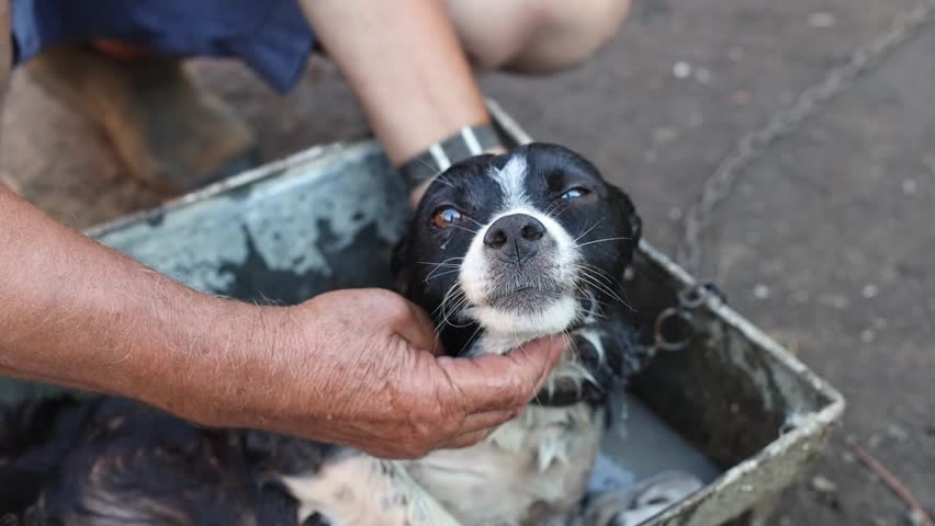 A man washes a dog with medicinal water in a flea trough.